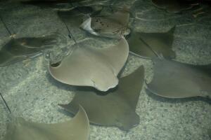 Mantarrayas en el Zoológico Brookfield 