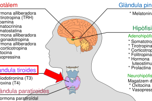 Gráfico sobre el sistema endocrino.
