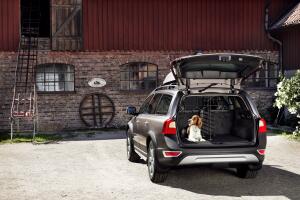 mascotas en el carro