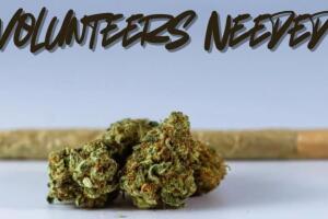 voluntarios-cannabis.jpg