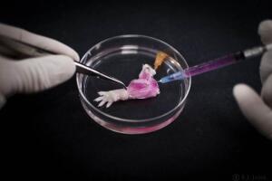 corpo_humano_laboratorio5.jpg