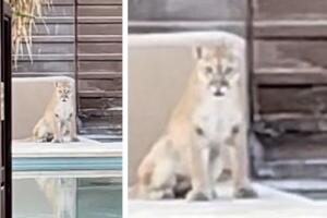 Un puma llega a la piscina y es observado desde el interior en un resort en Arizona.
