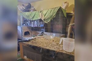 ANIMALES/ANIMALES-RESCATADOS8.jpg