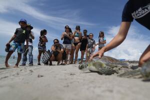Regresan a su hábitat cinco tortugas de mar rescatadas en playas del sur de Florida