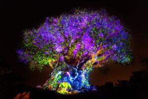 6_tree_of_life_nighttime_experience.jpg