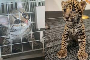 jaguar margay vender estacionamiento pareja Academy San Antonio Texas