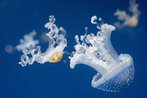 AUSTRIA-ANIMALS-JELLYFISH-FEATURE