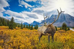 Caribou Canada