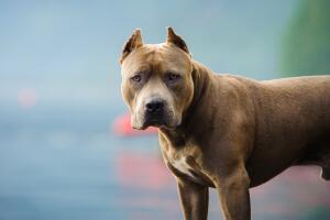 Portrait Of American Pit Bull Terrier