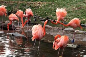Flamencos 7 