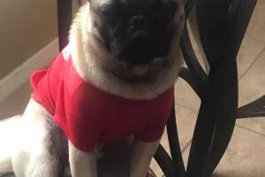 perros/Griselda Reyes.jpg