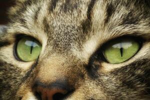 gato-1.jpg