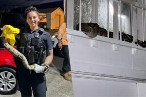 Policía de Clearwater atiende llamado de serpiente