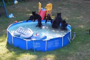 ursos_na_piscina.jpg