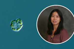 Los virus específicos de Karenia brevis podrían servir como biocontroladores naturales.