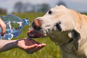 Mascotas calor verano Texas