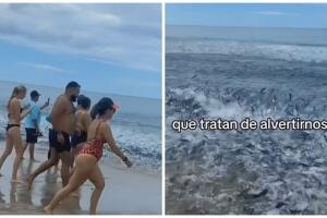 Peces en la orilla del mar causa terror en TikTok