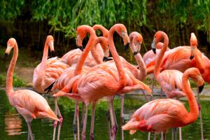 lugares-para-ver-flamencos-1.jpg