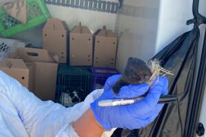 Gilbert July 2020.8.JPG