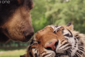 tigre-e-urso.png