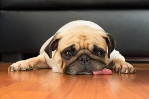 Perro cansado