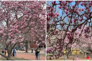 cherry-blossom.jpg