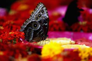 Ya abrió nuevo conservatorio de mariposas en el Fairchild Tropical Botanic Garden