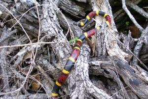 coralsnake.jpeg