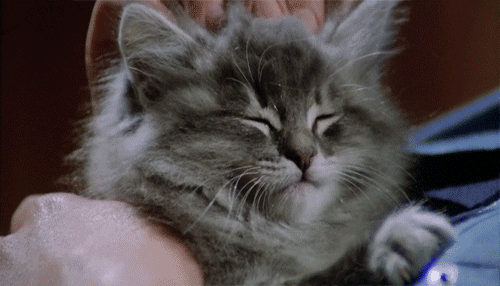 comportamento-gatos_7.gif