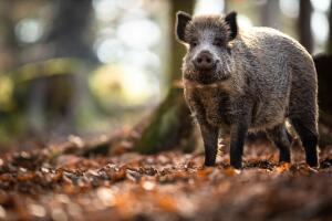 Wild Boar