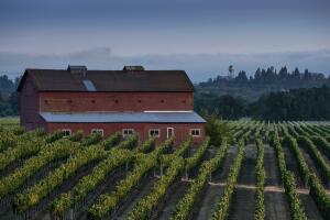 Grape Harvest Underway in Sonoma County