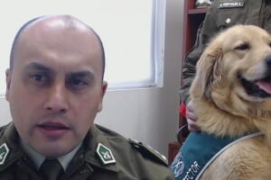 2-perritoscovid.jpg