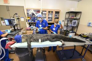 Zoologico /20AA[1].jpg