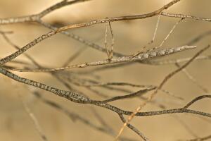 Stick insect camoflage