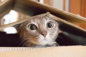 Gato curioso