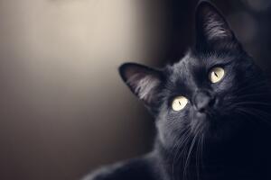 gato-negro.jpg