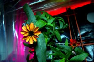 Flor Nasa