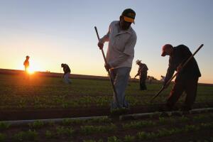 Campesinos California