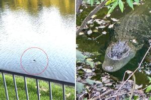 Caiman Coppell Texas