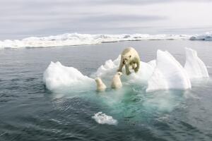 Polar bear in the arctic