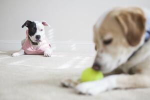 los-perros-sienten-celos-1.jpg