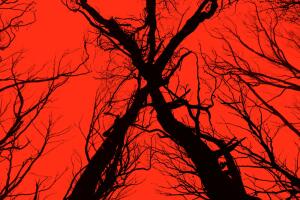 blair-witch-poster
