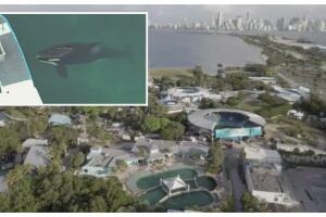 trasladarán ballena Lolita Seaquarium Miami Oceáno Pacífico
