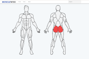 Captura de pantalla MuscleWiki