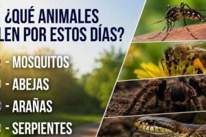 serpientes en Texas plagas verano Texas mosquitos Texas abejas Texas arañas Texas calor en