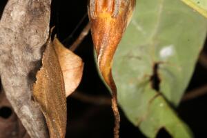descubrimiento-nueva-especie-de-aranas_3.jpg