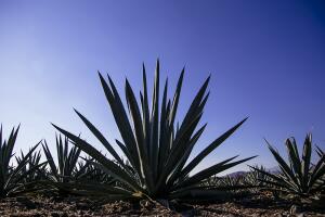 planta de agave