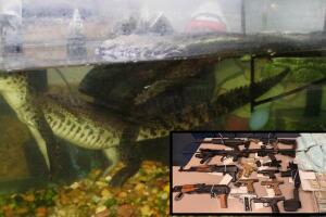 Un cocodrilo del Nilo, armas, droga y dinero en efectivo.