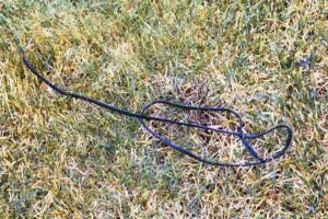 Asesino del Estado Dorado