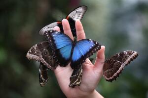 Ya abrió nuevo conservatorio de mariposas en el Fairchild Tropical Botanic Garden